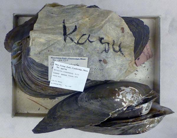 specimen