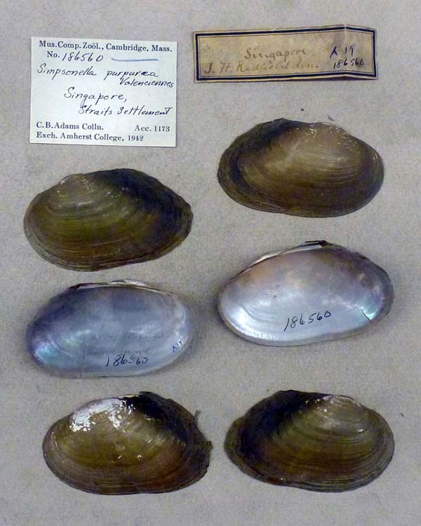 specimen