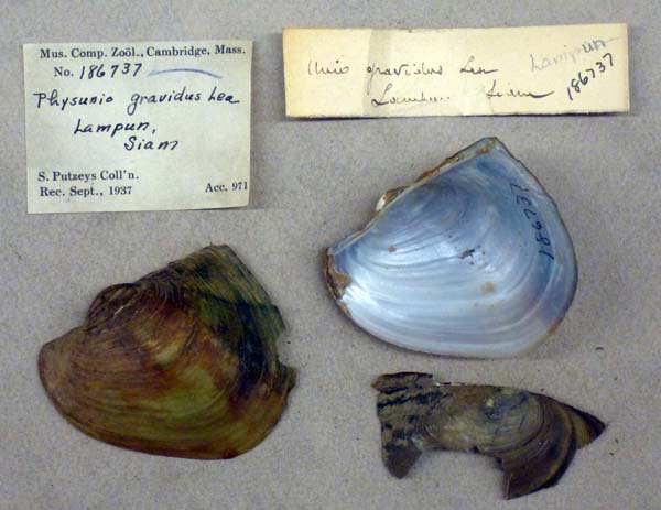 specimen