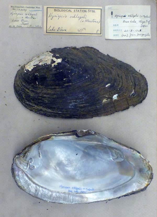 specimen