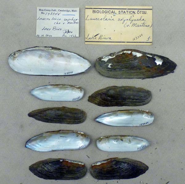 specimen