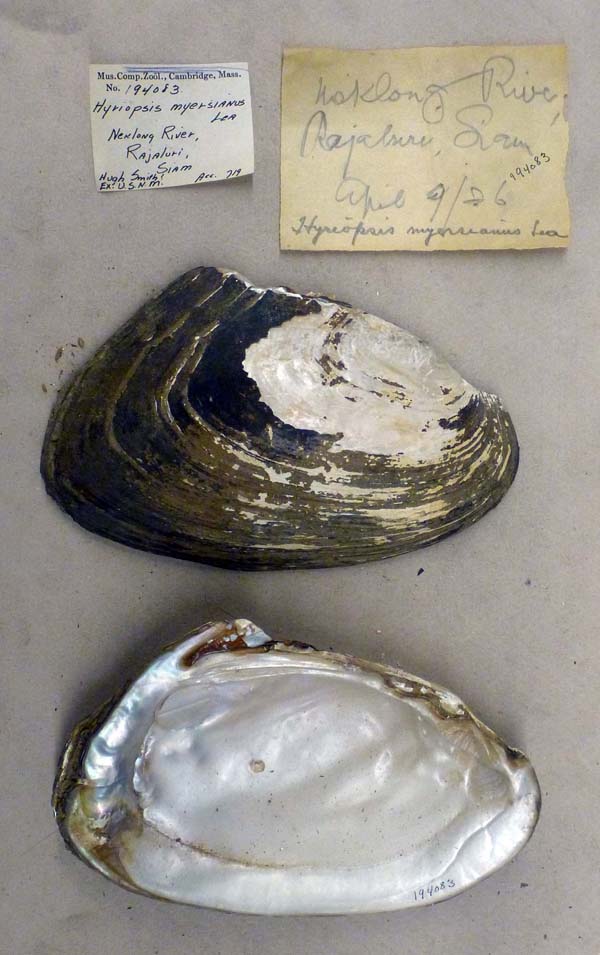 specimen