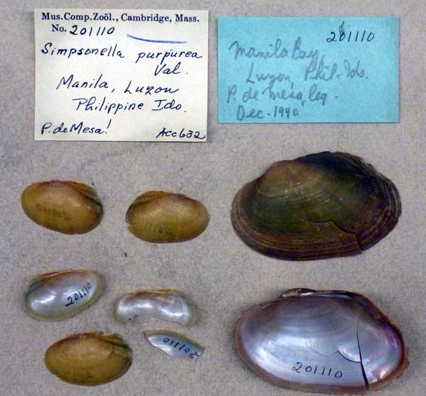 specimen