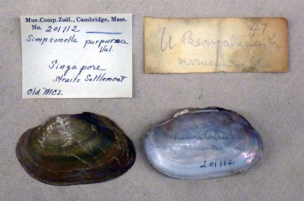 specimen