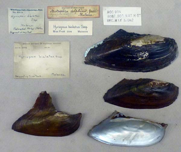 specimen