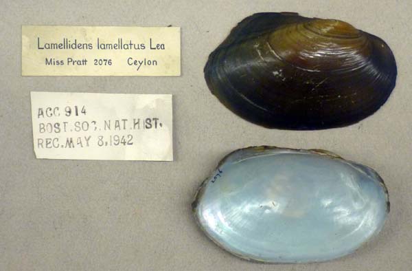 specimen