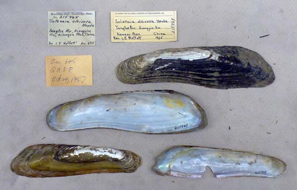specimen