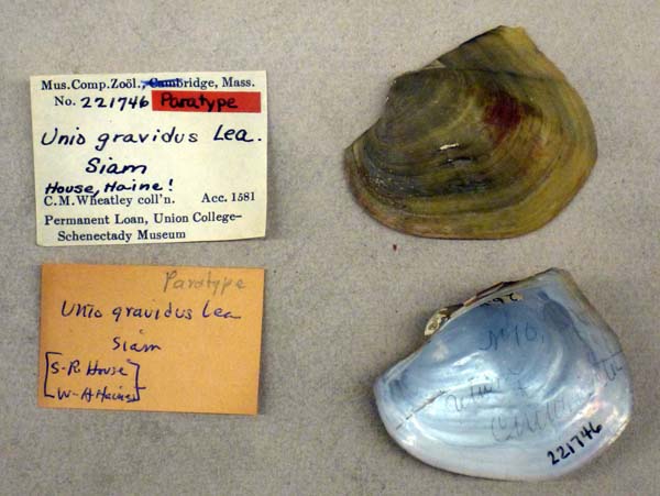 specimen