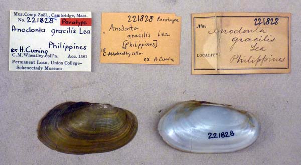 specimen