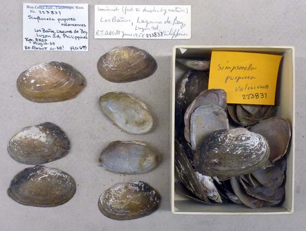 specimen