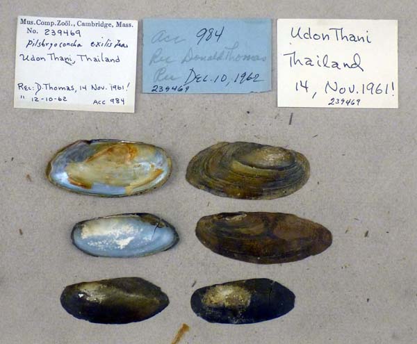 specimen