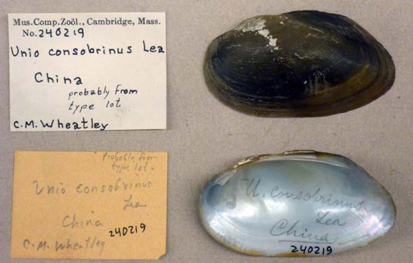 specimen