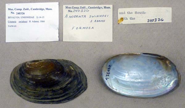 specimen