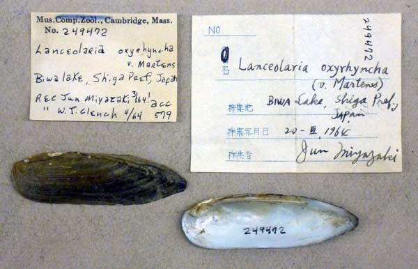 specimen