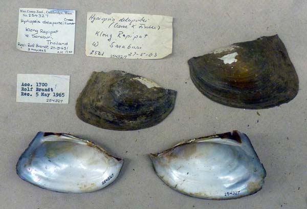 specimen