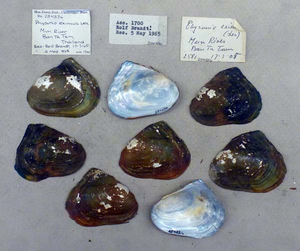 specimen