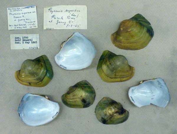 specimen