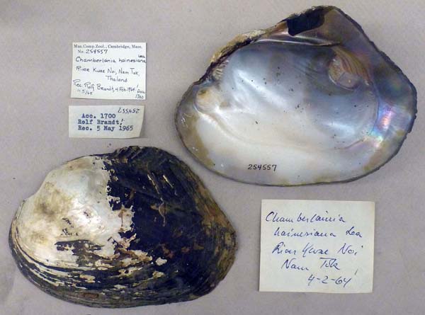 specimen