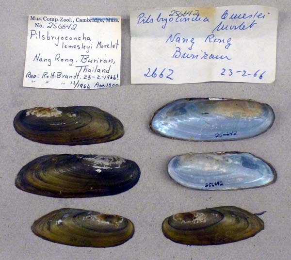 specimen