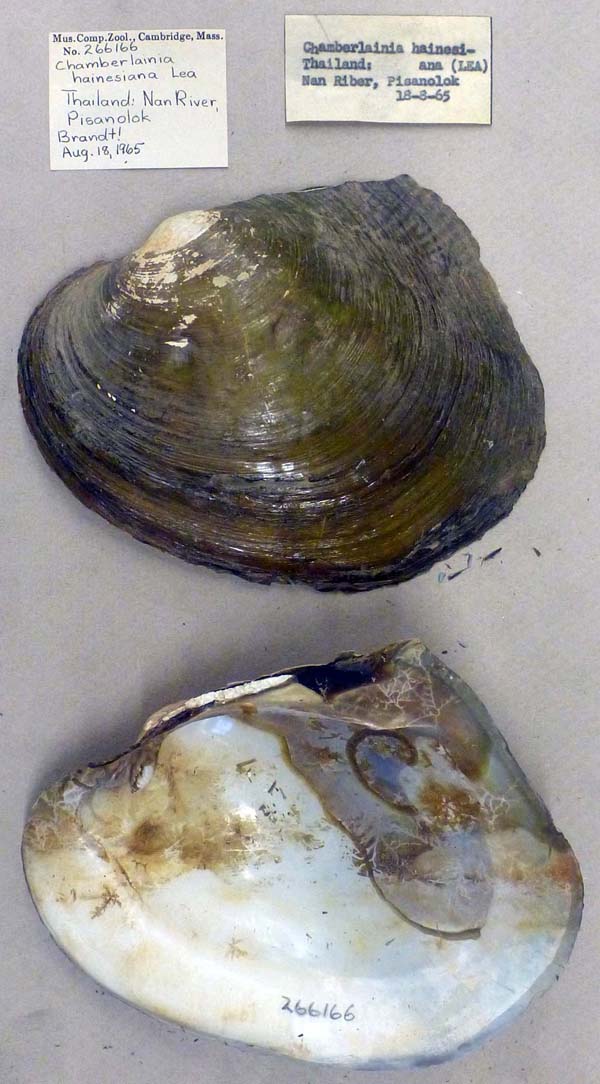 specimen