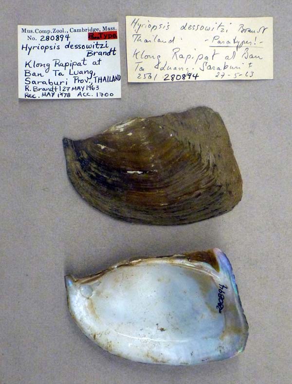 specimen