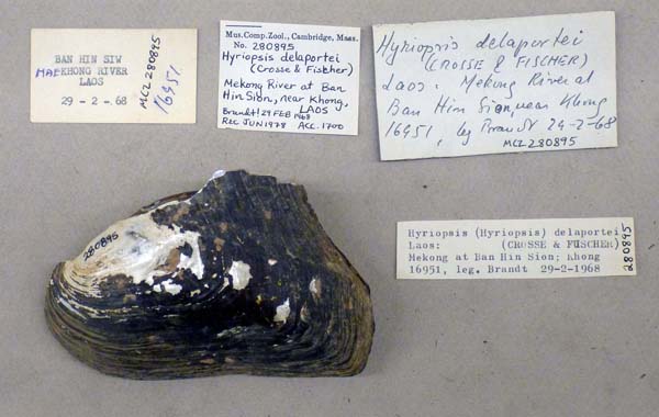 specimen
