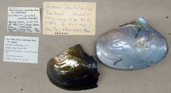 specimen