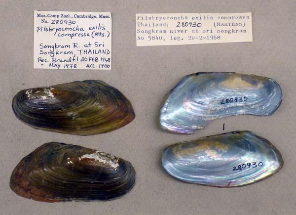 specimen