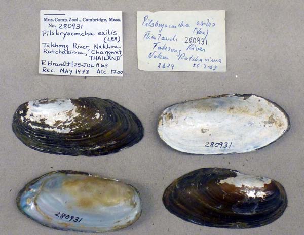 specimen