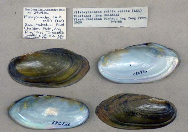 specimen