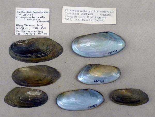specimen