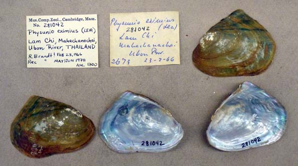 specimen