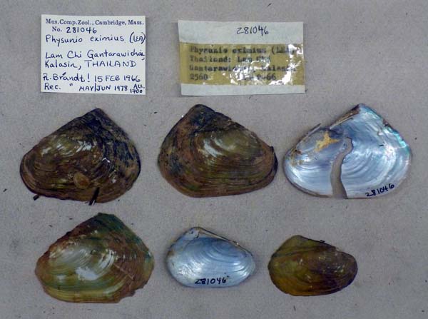 specimen
