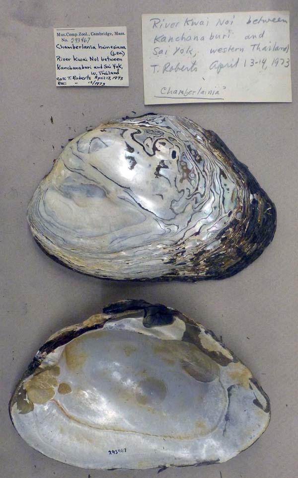 specimen