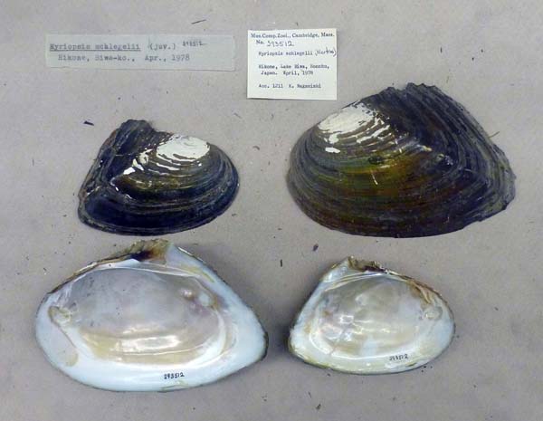 specimen