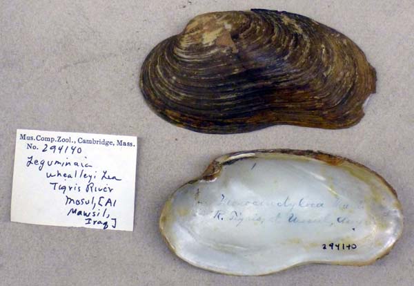 specimen