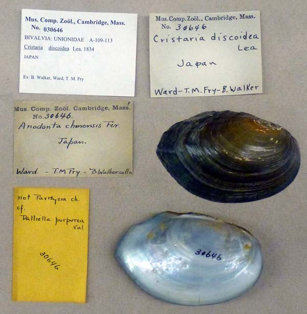 specimen