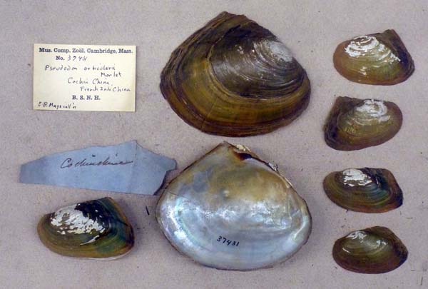 specimen