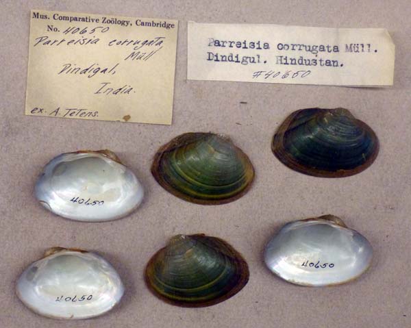 specimen