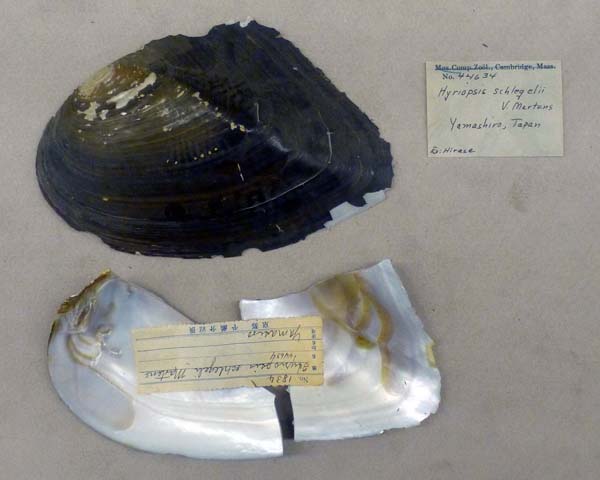 specimen