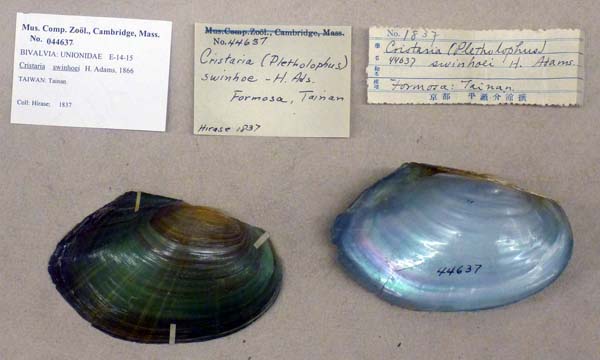 specimen