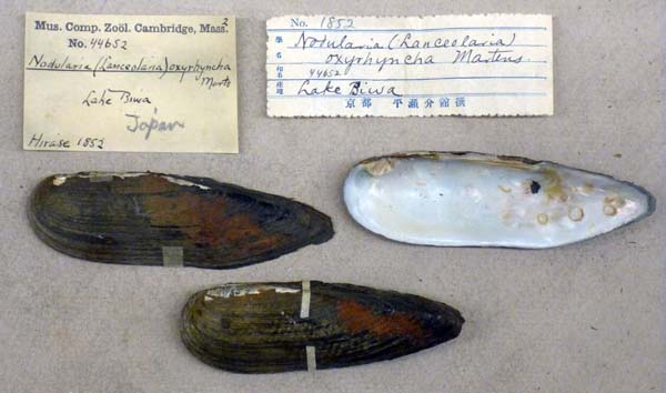 specimen