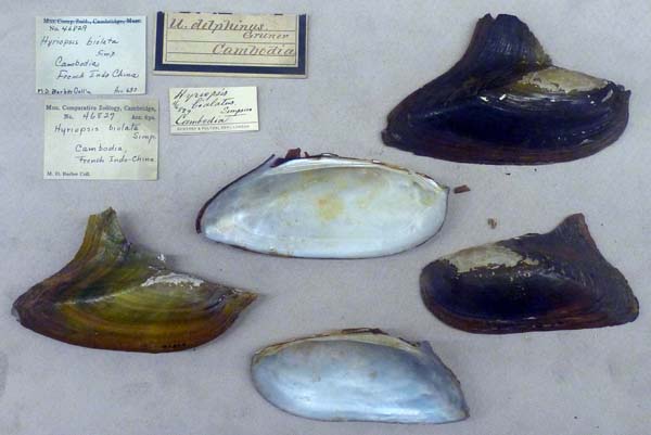 specimen