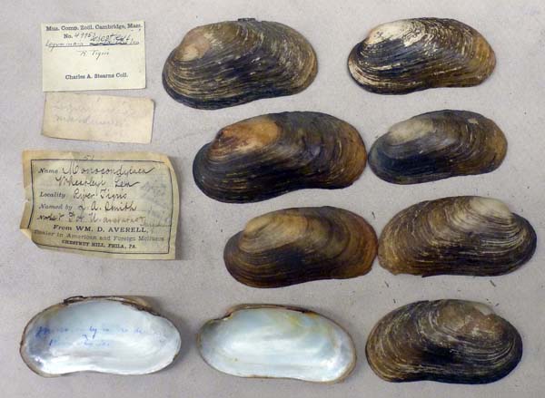 specimen