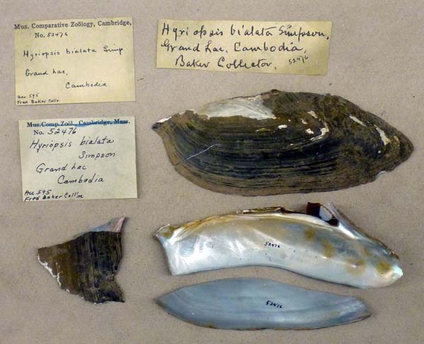 specimen