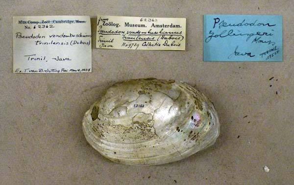 specimen