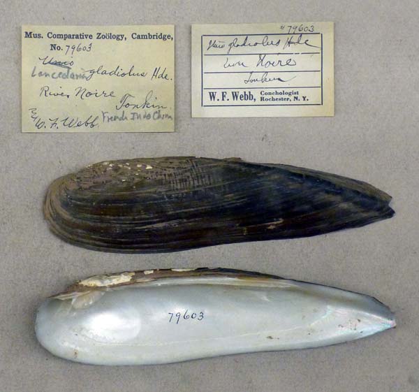 specimen