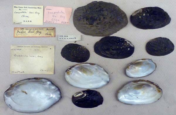 specimen
