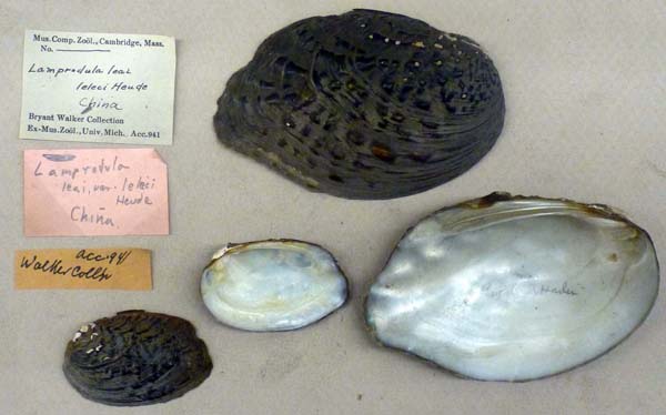 specimen