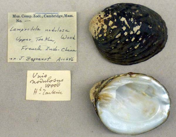 specimen